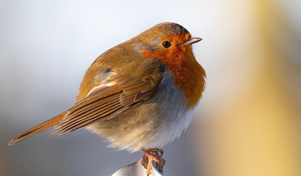 Маленькая птица Зарянка крупным планом