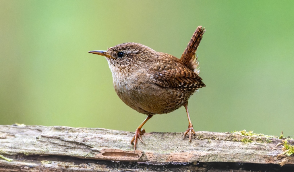 Маленькая птичка с острым коротким клювом