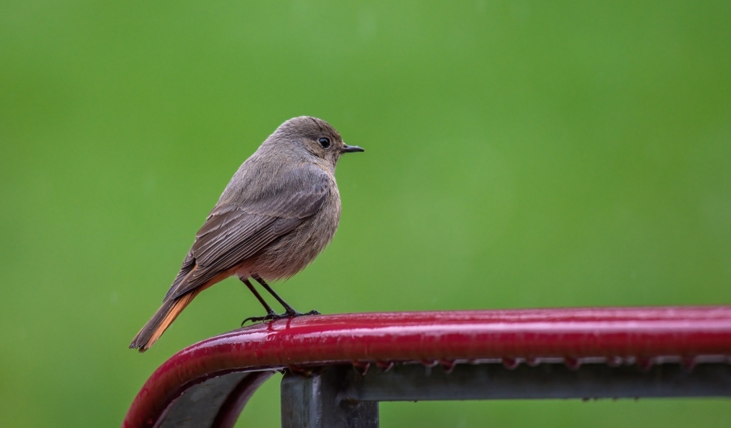 Маленькая серая птичка горихвостка  на зеленом фоне
