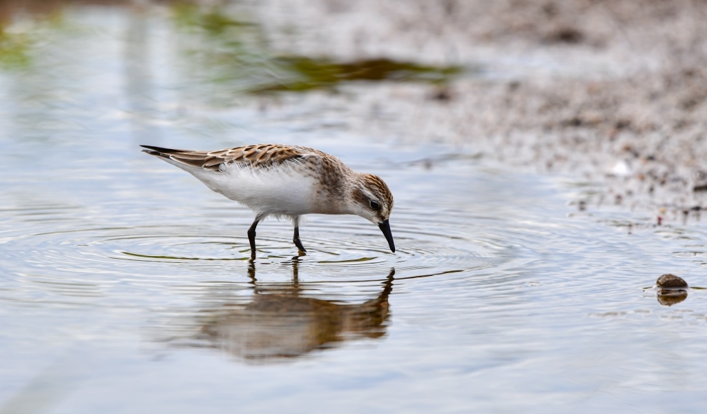 Маленький серый кулик в воде