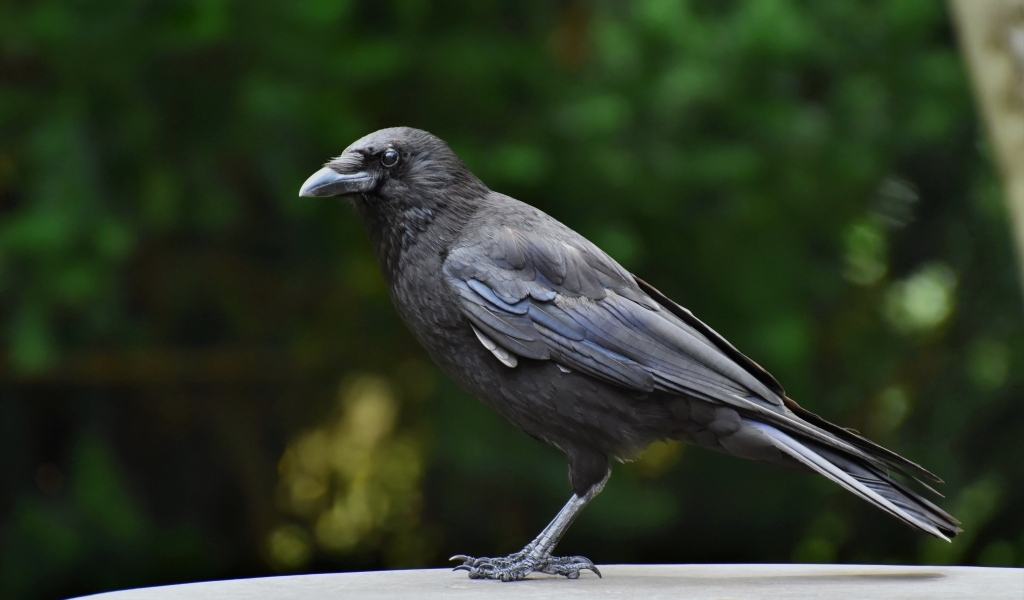 Умный черный ворон