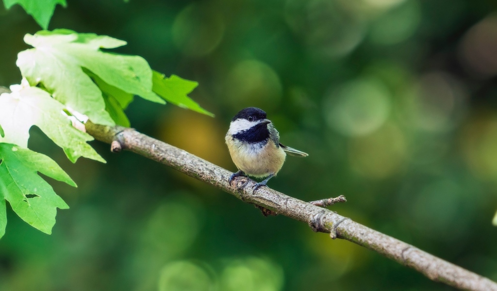Воробей сидит на ветке дерева