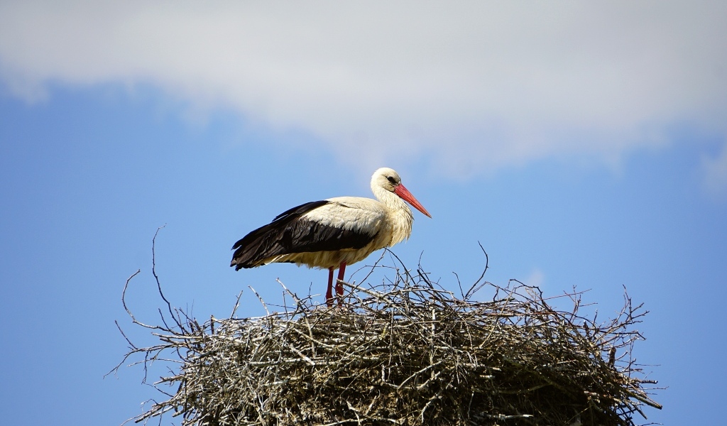 Аист сидит в гнезде на фоне неба