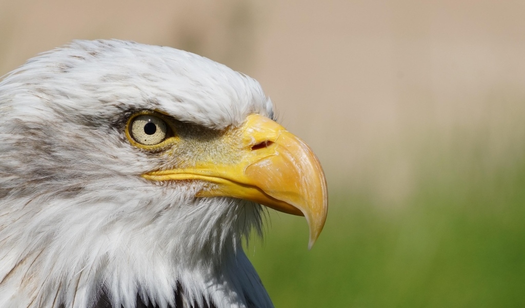 Грозный орел с острым клювом