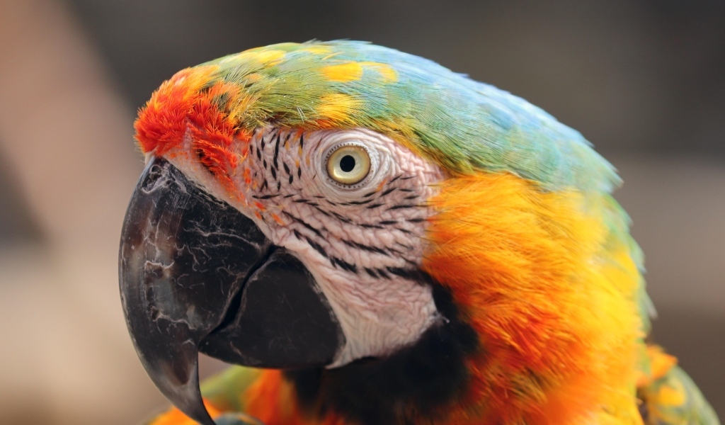 Голова большого разноцветного попугая ара