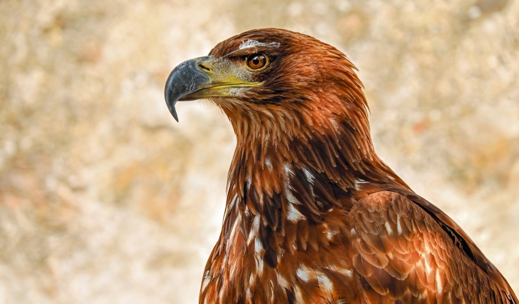 Большой острый клюв у хищного орла