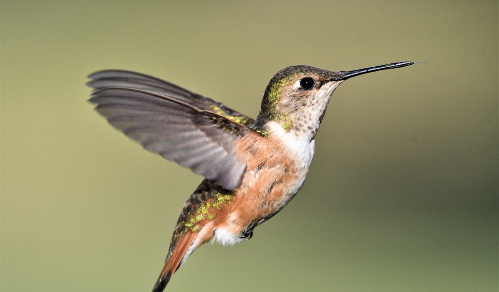 Маленькая птичка колибри расправила крылья