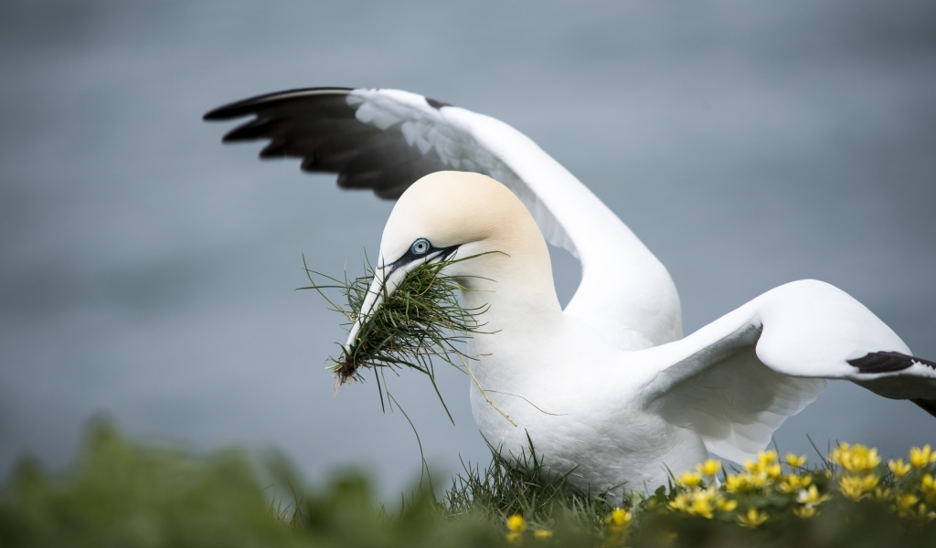 Северная олуша делает гнездо из травы