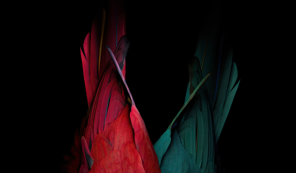 Хвост красного и зеленого попугая на черном фоне