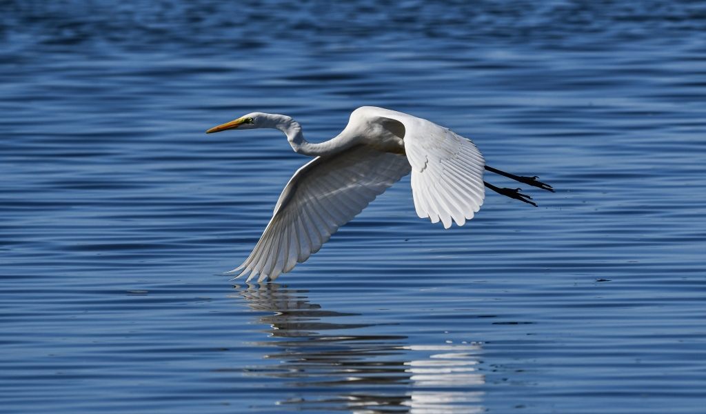 Белая цапля летит на водой