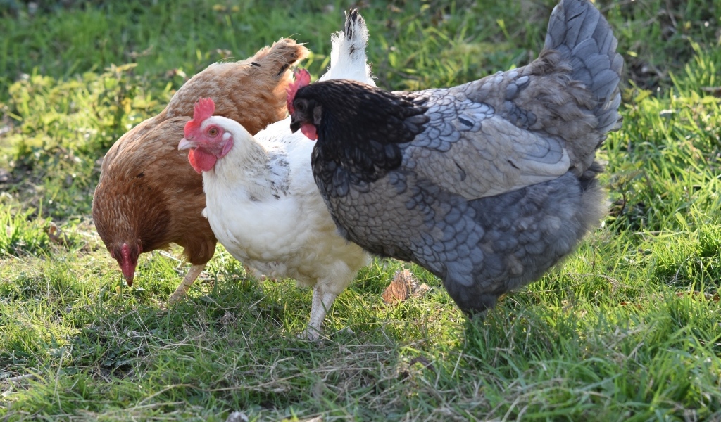 Три домашние курицы на траве