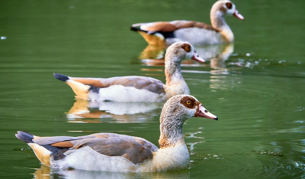Три утки плавают в пруду