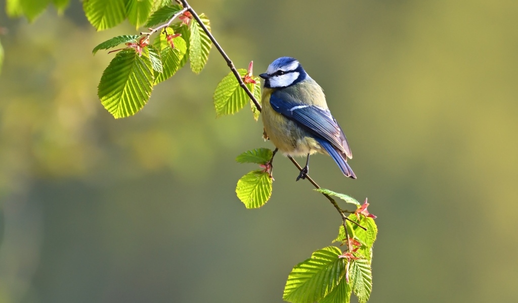 Синичка сидит на ветке 