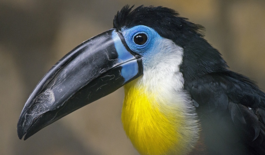 Птица тукан с большим черным клювом