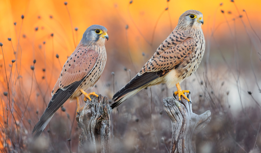 Два красивых сокола на охоте