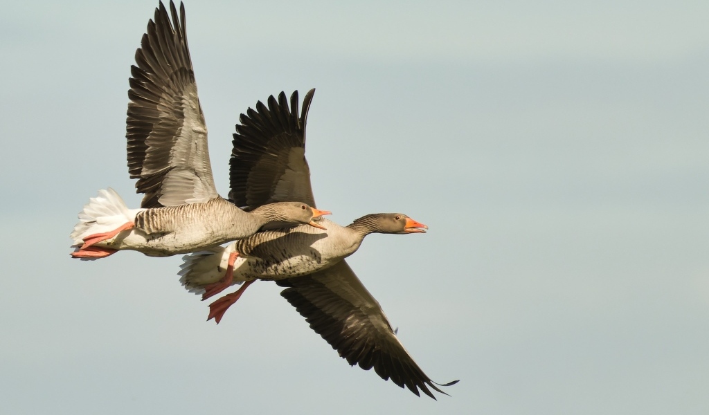 Два больших серых гуся летят в небе