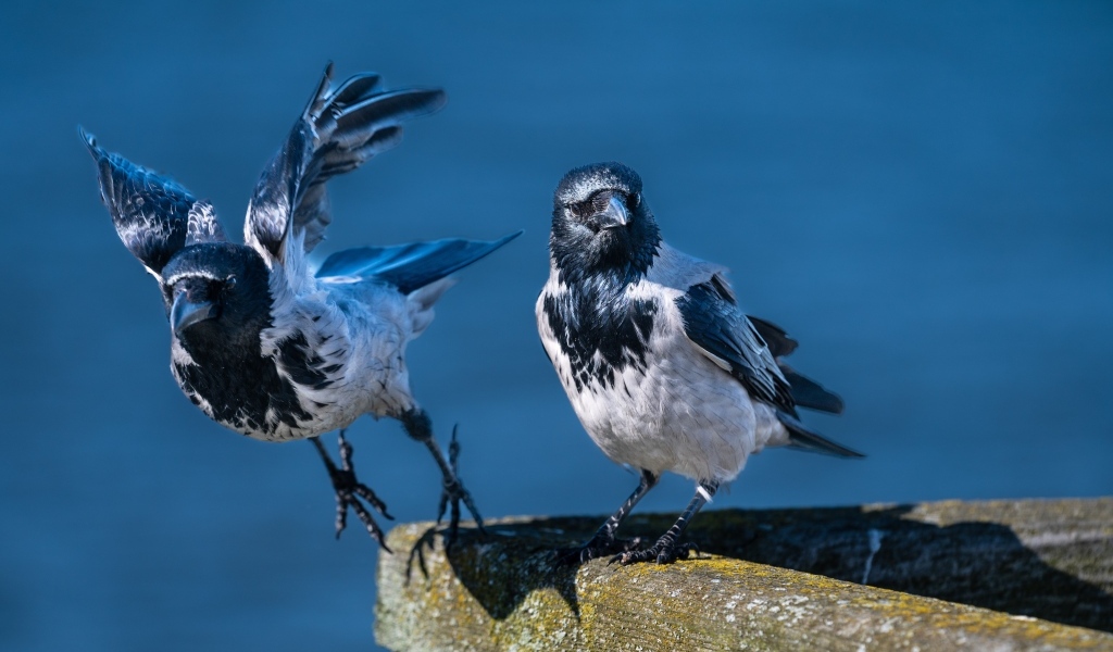 Две вороны готовятся взлететь
