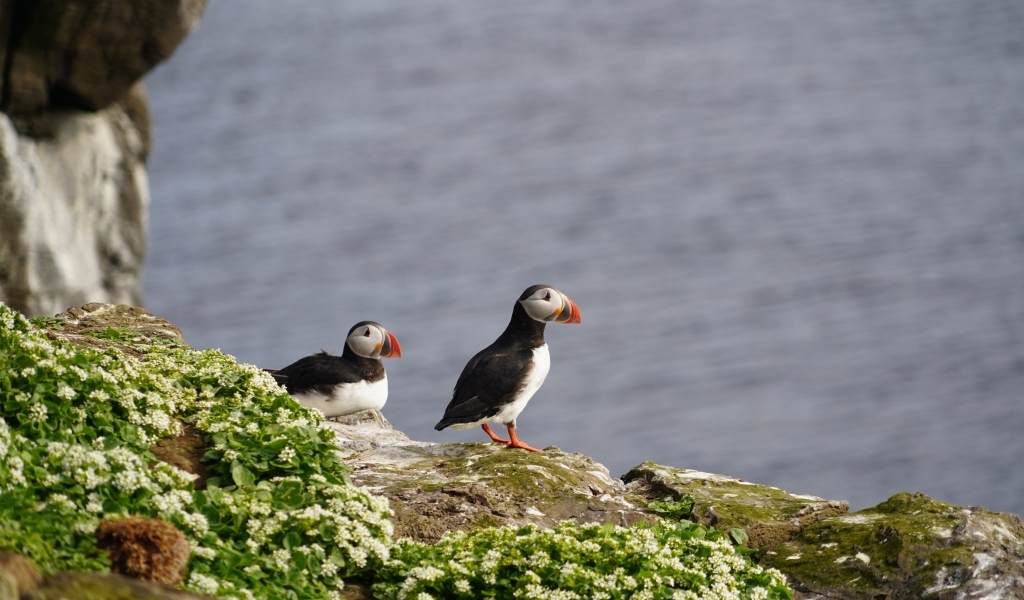 Два тупика стоят на скале у моря