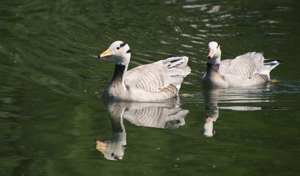 Два гуся плавают в воде