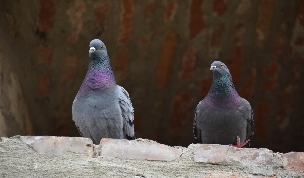 Два серых голубя под крышей
