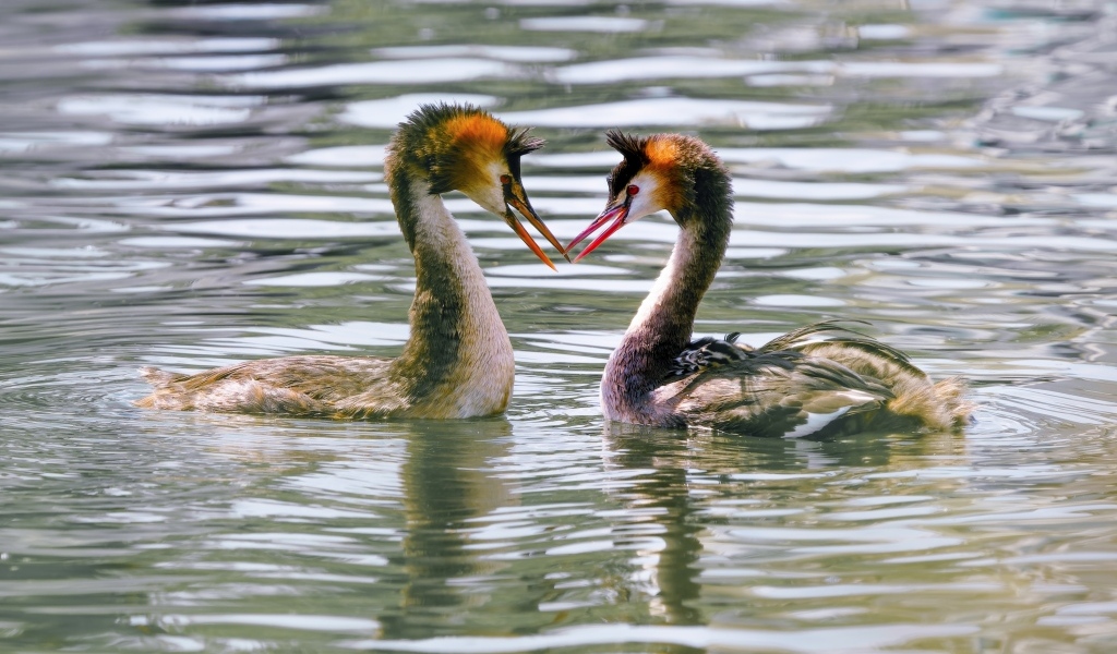Две птицы поганки в воде
