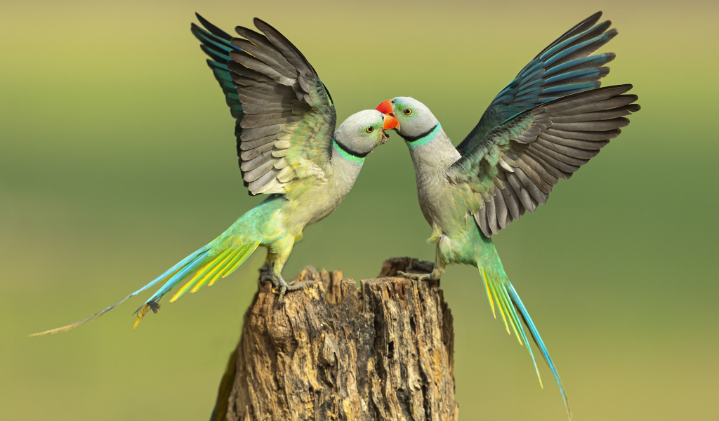 Два зеленых попугая на пне