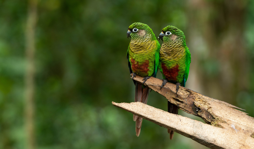 Два зеленых попугая сидят на ветке