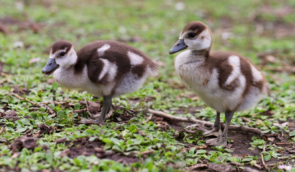 Два маленьких утенка на зеленой траве 
