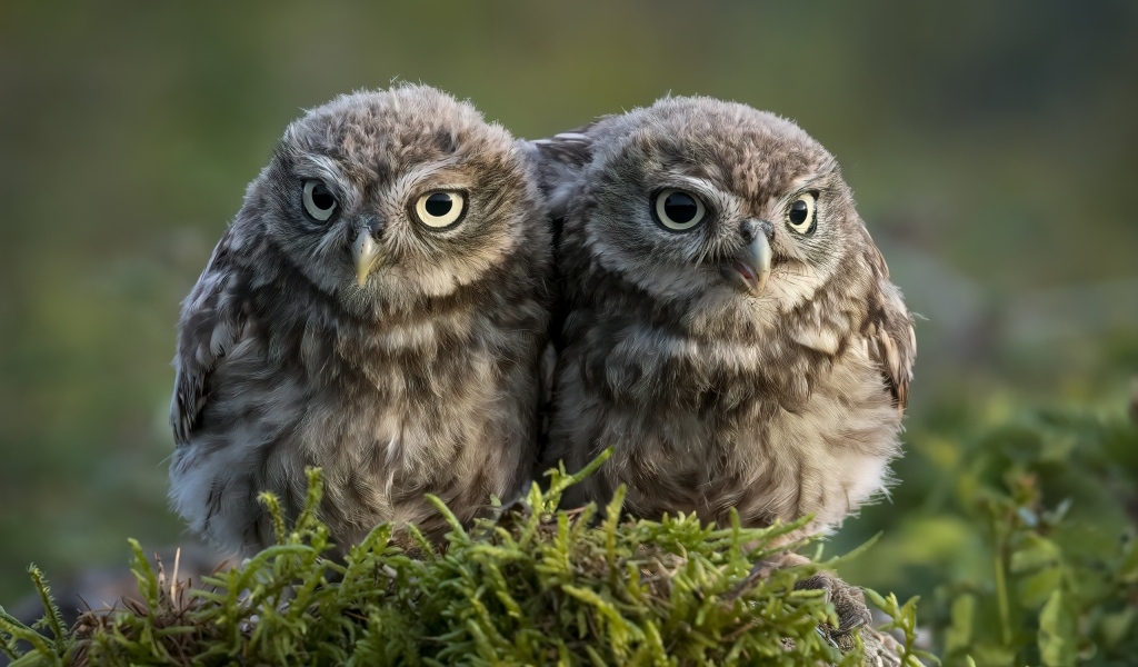 Два маленьких совенка в лесу