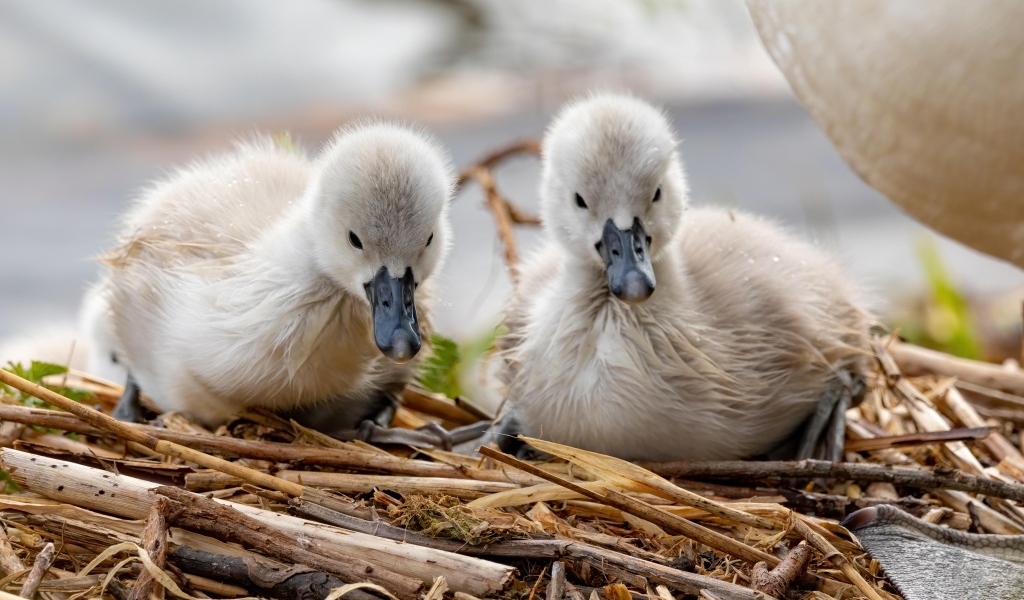 Два маленьких птенца лебедя в гнезде
