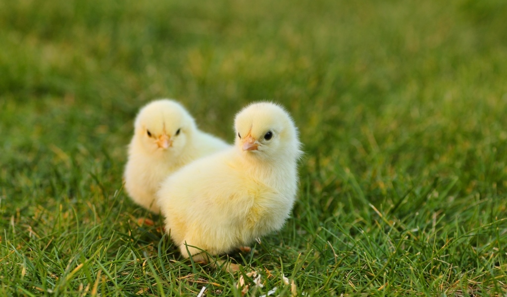 Два маленьких желтых цыпленка на зеленой траве