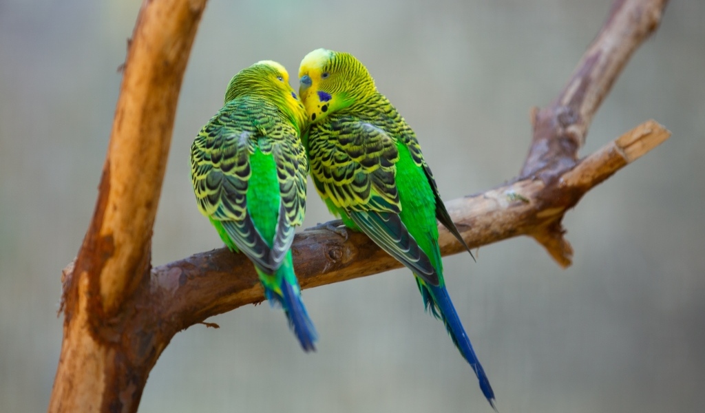Два попугая неразлучника на ветке 
