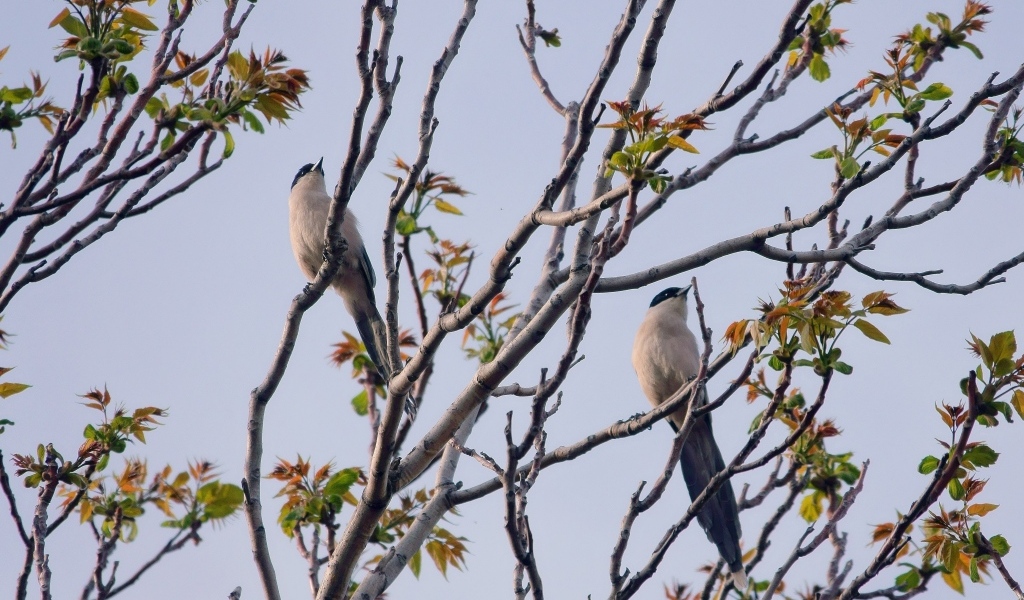 Две сороки сидят на ветках дерева 