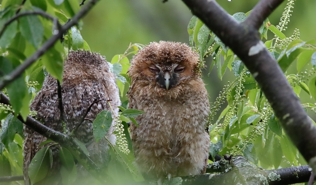 Две совы спят на ветке дерева
