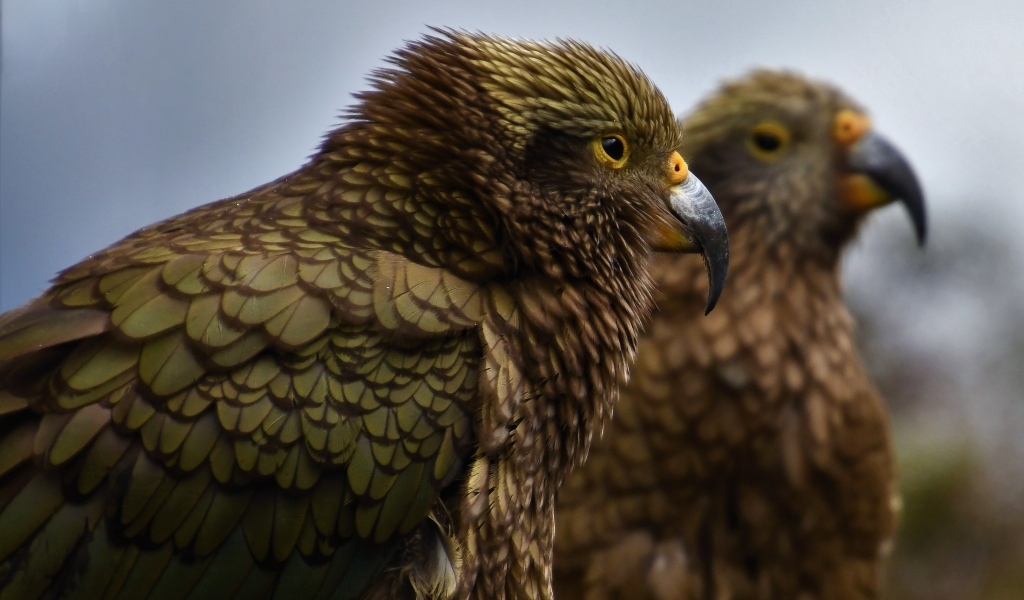 Два попугая с острым клювом крупным планом