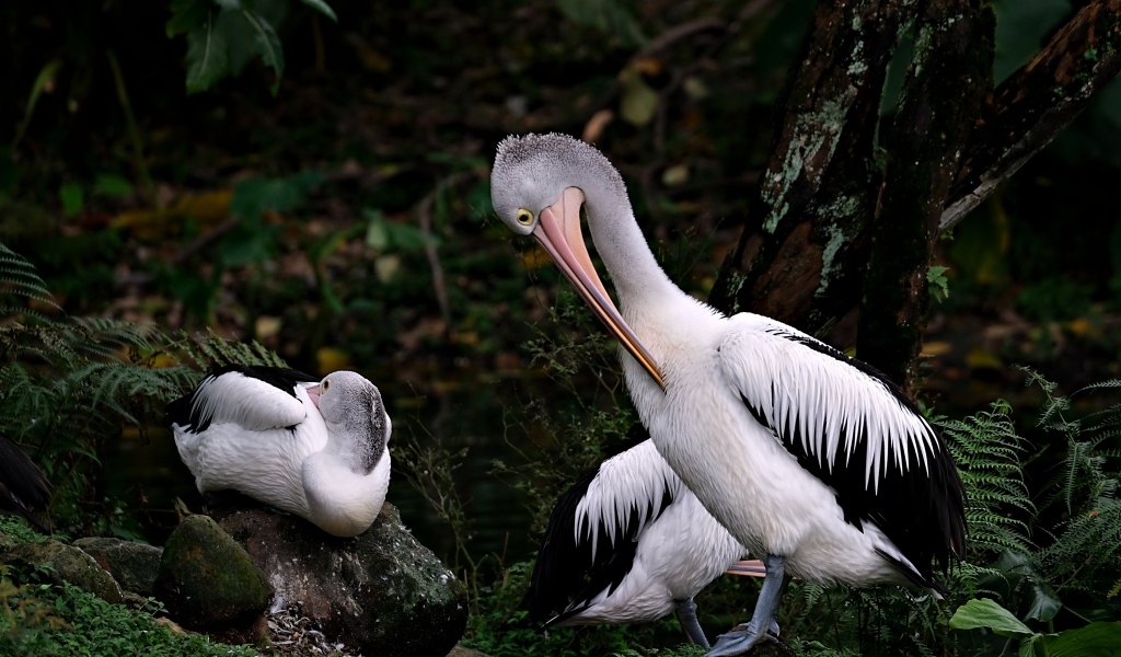 Два пеликана чистят перья