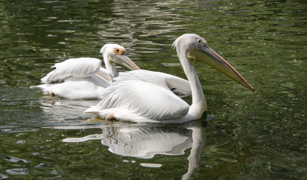 Два пеликана плавают в воде