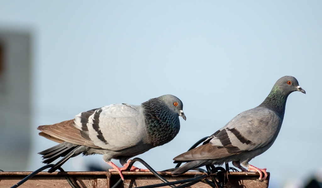 Два голубя сидят на балконе 