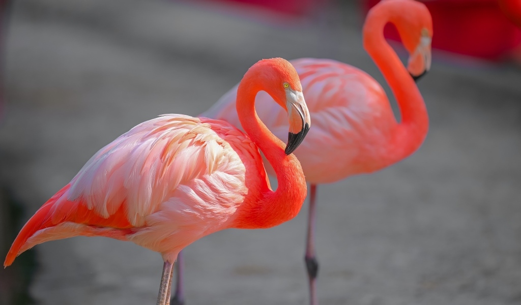 Два розовых фламинго крупным планом
