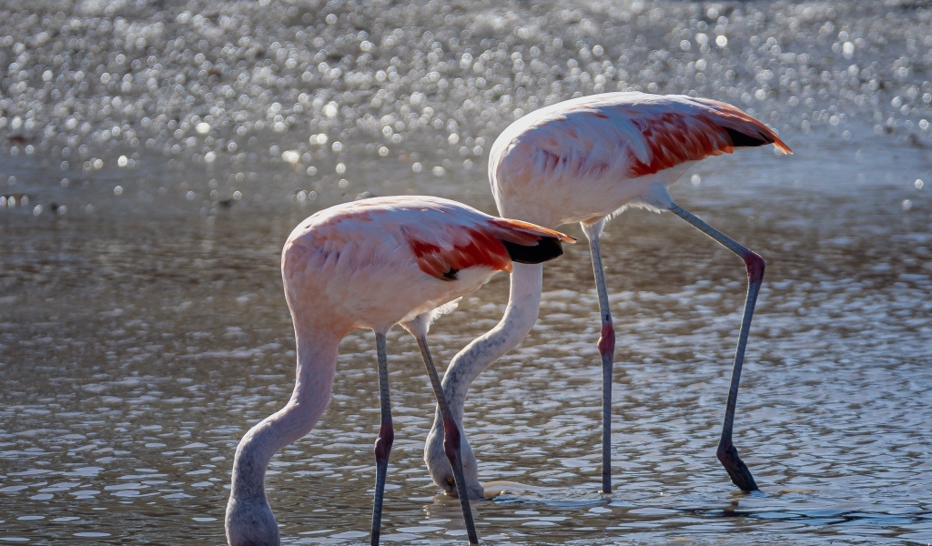 Два розовых фламинго в воде