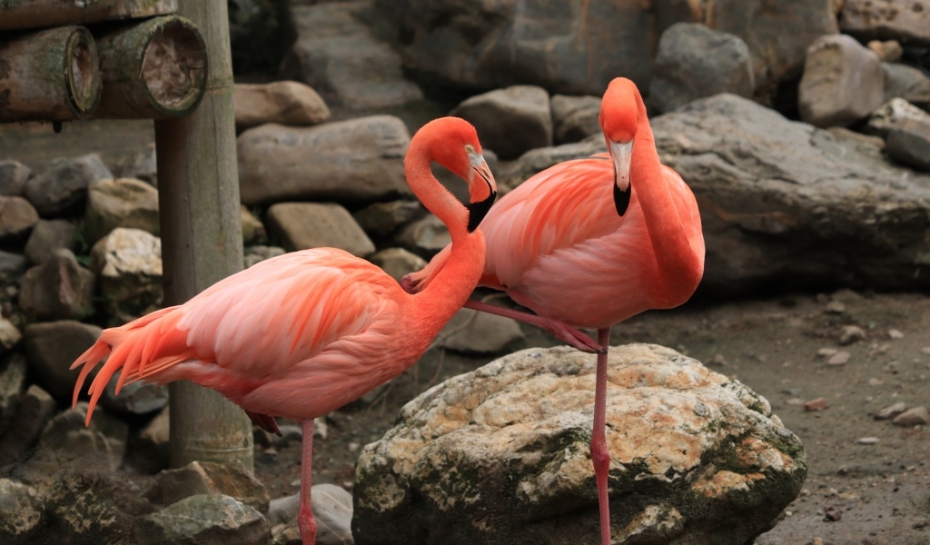 Два розовых фламинго стоят у камней