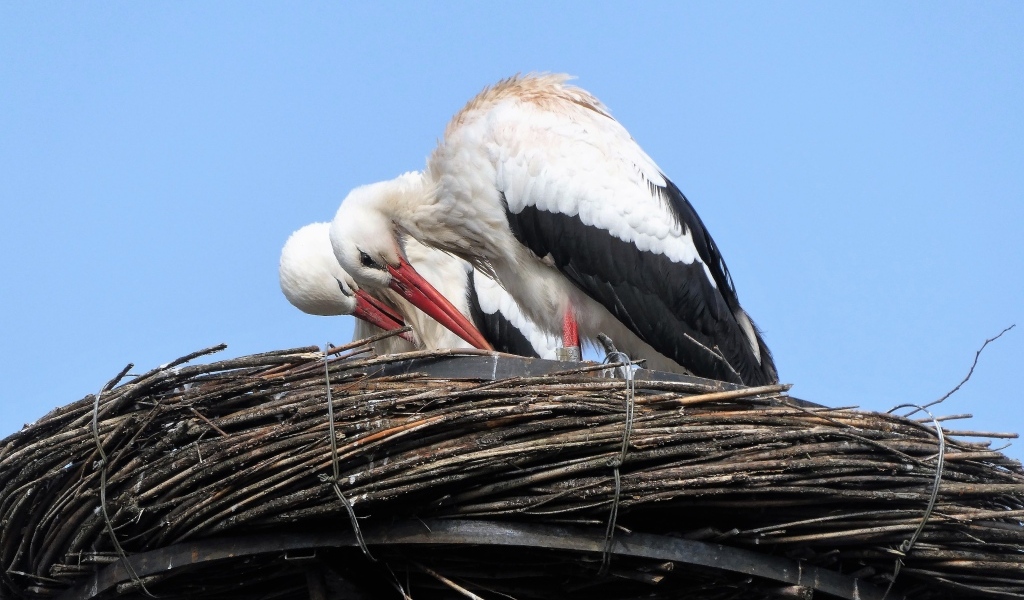 Два аиста в гнезде 