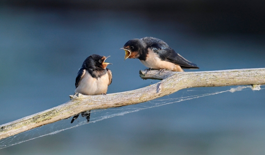 Два стрижа ссорятся на ветке