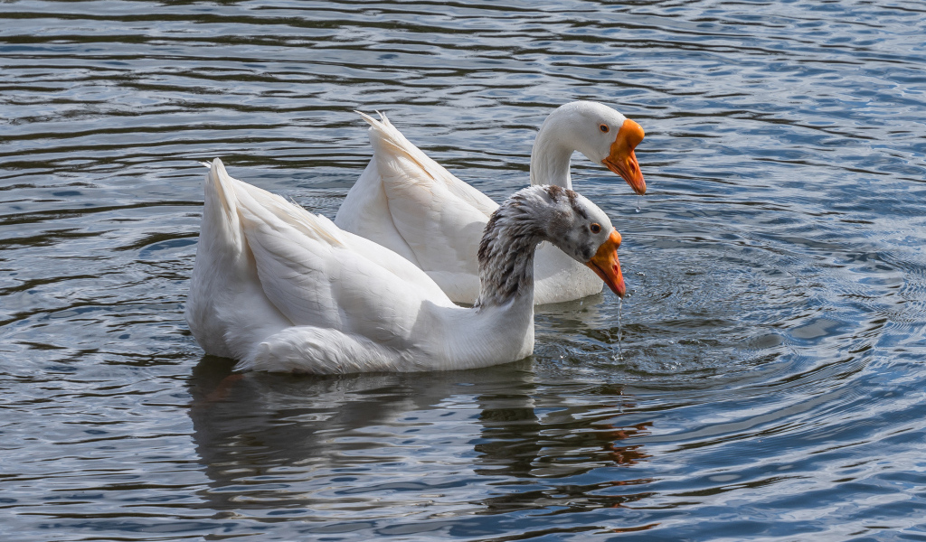 Два белых гуся в воде