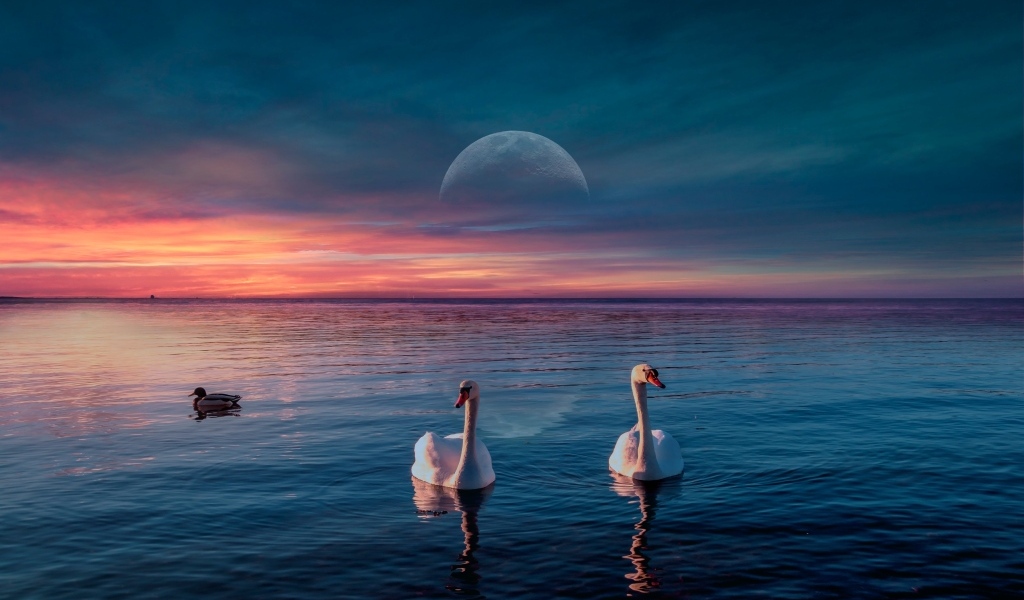 Два белых лебедя  на фоне красивого неба с луной 