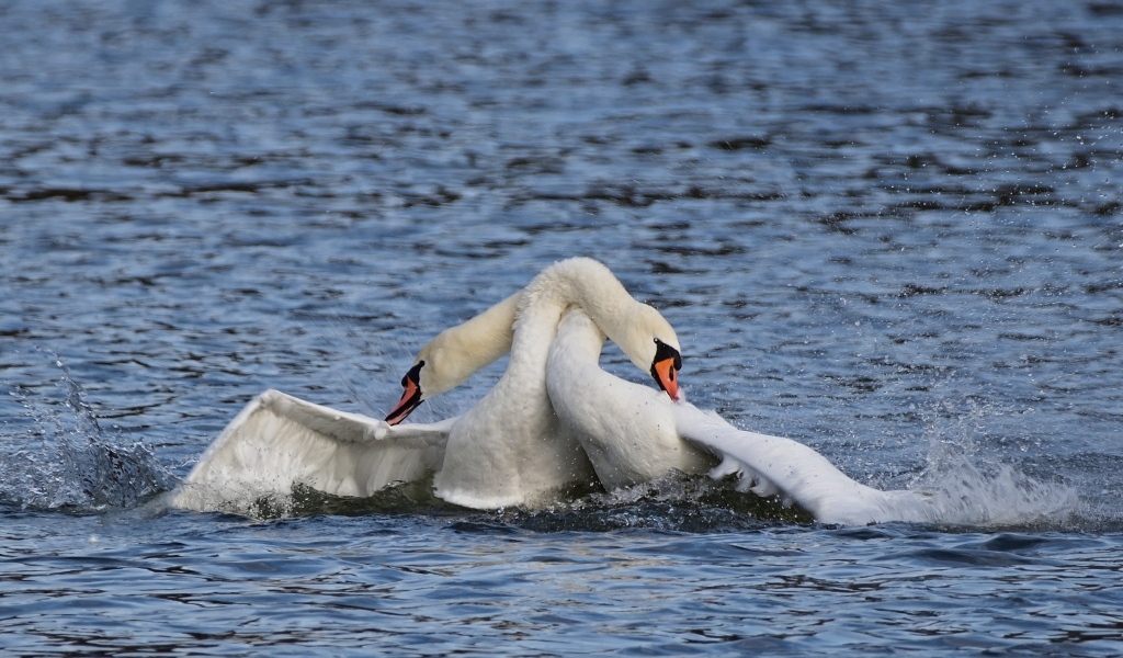 Два белых лебедя обнимаются в воде
