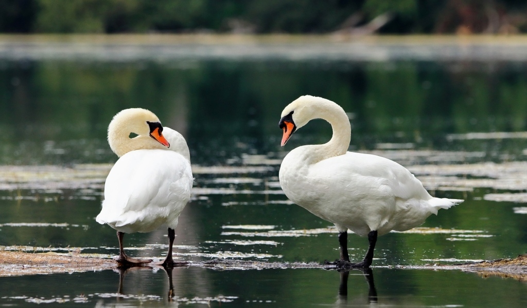 Два белых лебедя стоят в воде на берегу озера