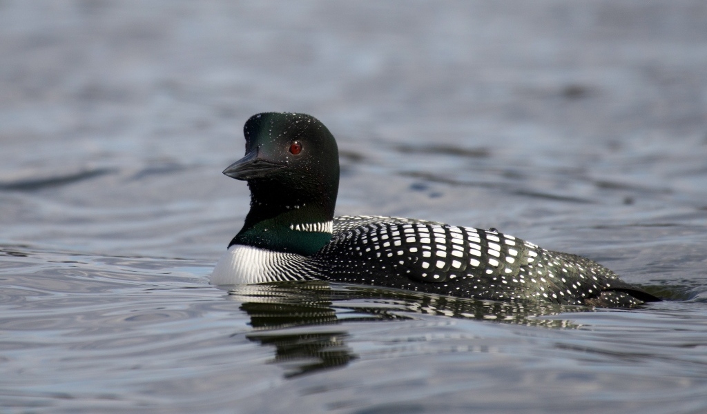 Водоплавающая птица гагара в воде