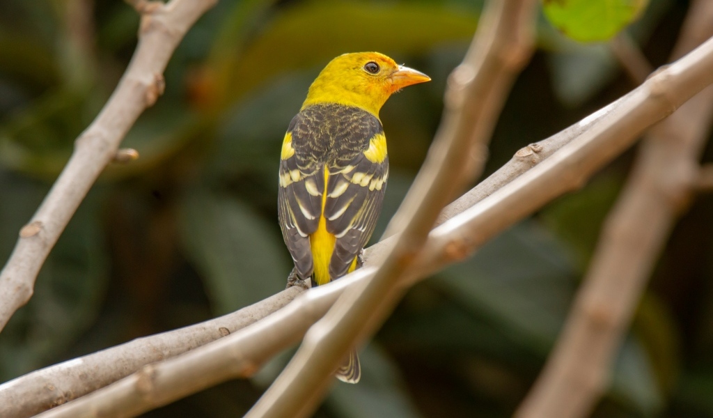 Птица западный танагер сидит на ветке