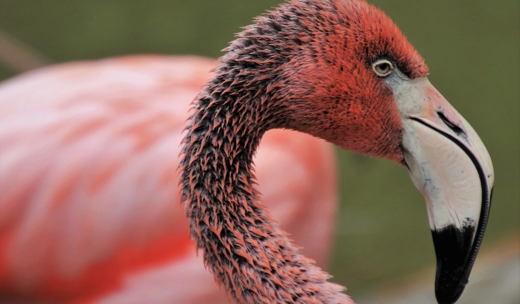 Мокрый розовый фламинго с большим клювом